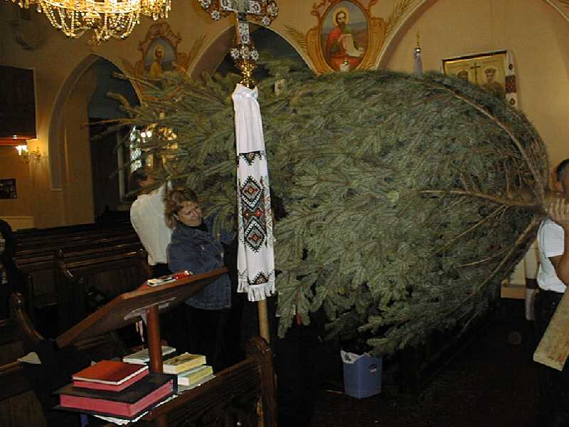 the christmas tree arrives